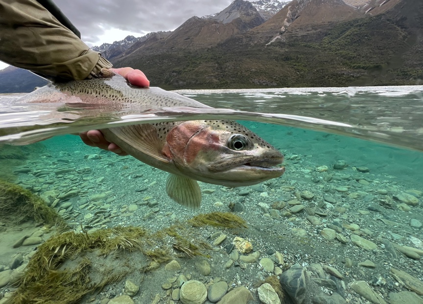 An angler holds a recently caught trout in the water.